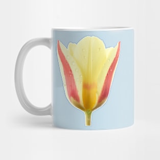 Tulipa &#39;Gluck&#39;  Kaufmanniana  Tulip Mug